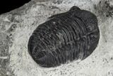 Two Detailed Gerastos Trilobite Fossils - Morocco #119013-6